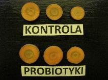 ] Średnica korzeni [cm/roślinę] Średnica walca osiowego [cm/roślinę] 79,7 a 9,2 ab 70,5 a 11,4 a 2,2 a 1,0