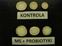 ] 26 bc (1 rozgałęziony) 14 a (7 rozgałęzionych) 24 bc (3 rozgałęzione) Świeża masa roślin z nacią [g/roślinę] Świeża masa naci [g/roślinę]