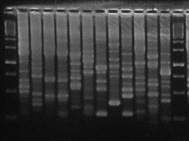 ERIC-PCR REP-PCR BOX-PCR Podsumowanie 1.