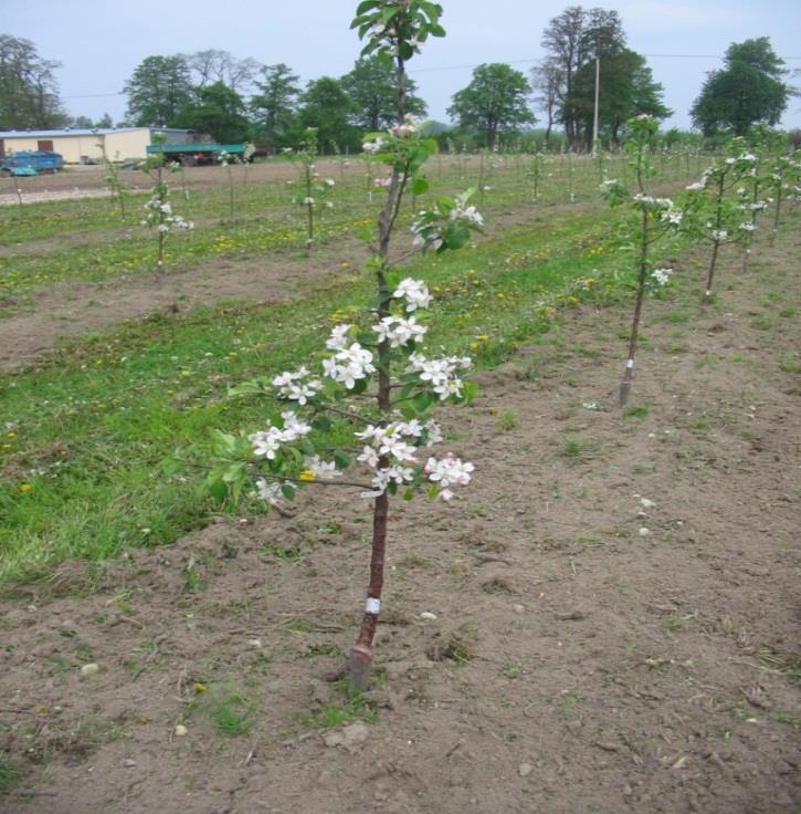 inhort.