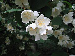 vulgaris 1 2