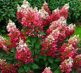 Philadelphus