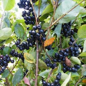 czarna Aronia