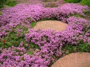 czekoladowa Mentha piperita