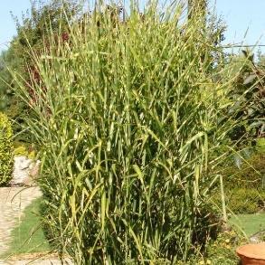 GRACILLIMUS Miscanthus
