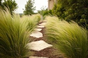 Zebrinus Miscanthus sinensis
