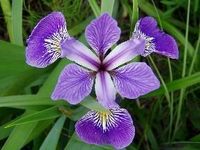 kosiaćce) Tulipa,