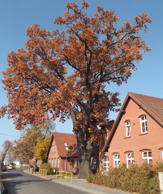 Malowanie klatki schodowej Remont sekretariatu i gabinetu dyrektora Charakterystyczne dla szkoły są działania prozdrowotne podejmowane przez Liderów Zdrowia z Klubu Zdrowika, angażujące społeczność