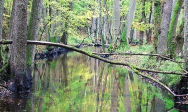 Spływy Bukówką nie należą do najprostszych, dlatego odbywają się tu częściej jesienią i wiosną niż latem, gdy stan wody jest bardzo niski.
