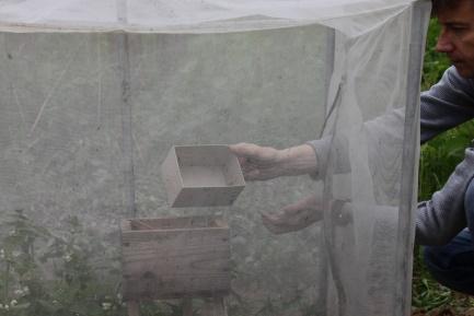 Fot. 17, 18. Wpuszczanie matki trzmiela do izolatora Złapaną do siatki entomologicznej matkę przenosimy do izolatora i wpuszczamy przez wejście w ścianie (Fot.