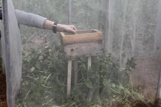 Wcześniej przygotowany ulik umieszczamy na palikach wewnątrz izolatora wkładając go przez wejście w bocznej ścianie i nakrywamy daszkiem (Fot. 14, 15)