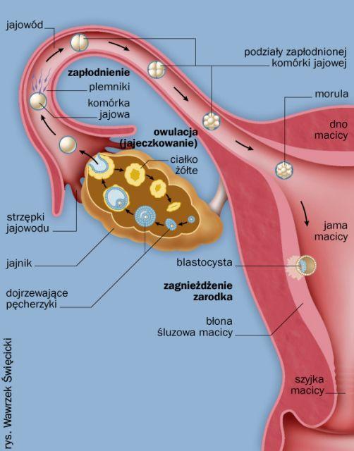 Wewnętrzne narządy płciowe Jajniki są żeńskimi gonadami, umieszczonymi w płytkim dołku na bocznych ścianach miednicy. Mają 2-3,5 cm długości, 2 cm szerokości i 1 cm grubości.