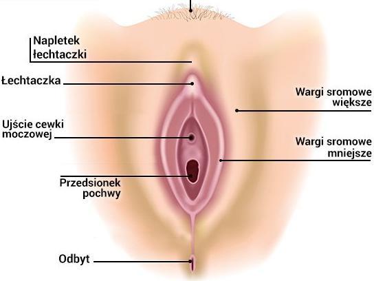 Zewnętrzne narządy płciowe Wargi sromowe większe Wargi sromowe mniejsze Łechtaczka odpowiednik prącia
