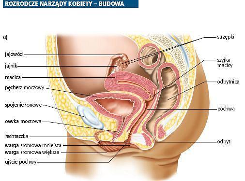Wewnętrzne narządy płciowe Pochwa włóknisto mięśniowy kanał łączący zewnętrzne i wewnętrzne narządy rozrodcze.