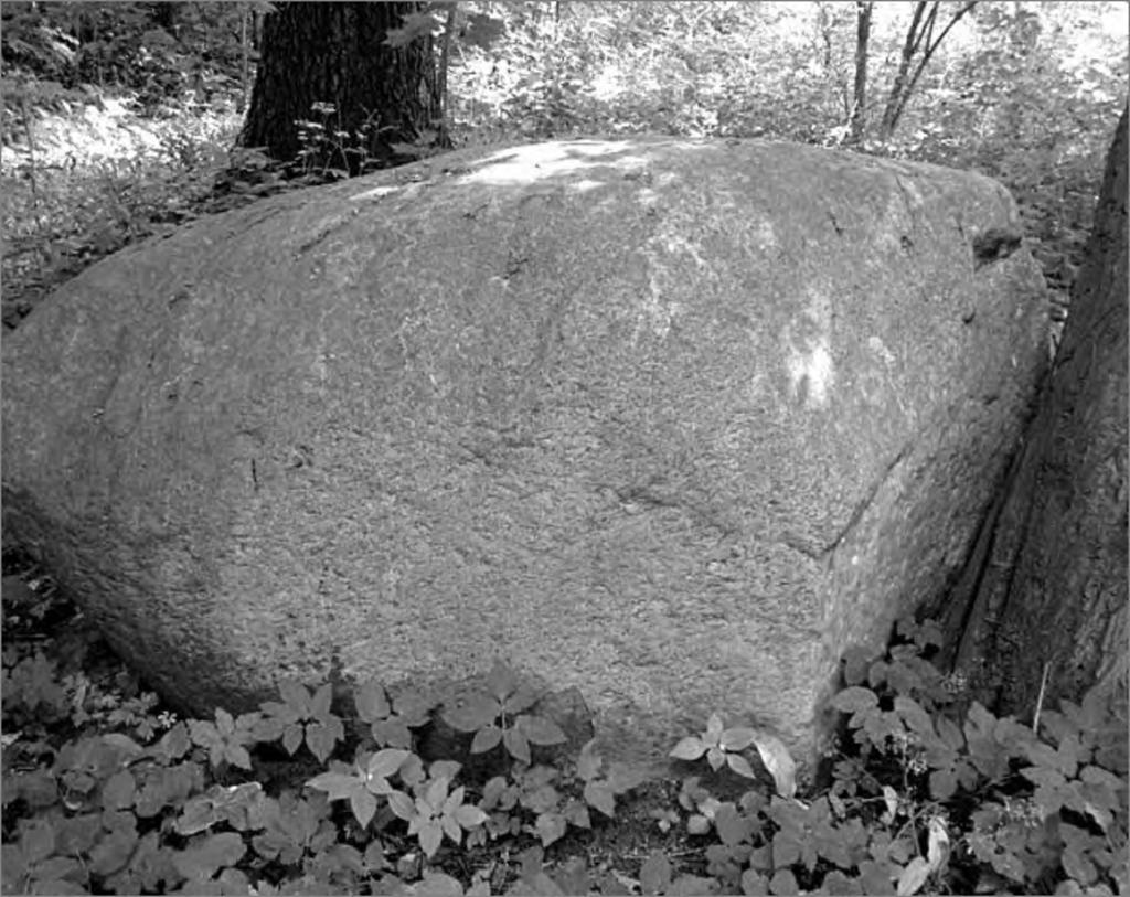 Dendroflora terenów zieleni Sławna 295 Lp. Nazwa obiektu Charakterystyka obiektu cd. tab. 1 platanów klonolistnych (Platanus xhispanica Acerifolia ) przy ul.