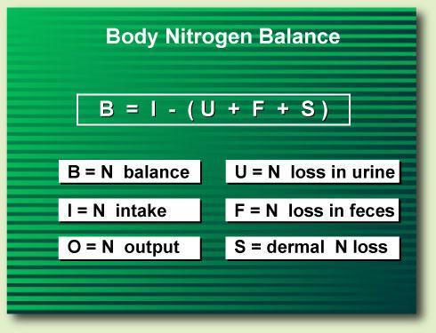 Bilans azotowy (nitrogen balance) Zapotrzebowanie na białko Minimalne: 0,45 g/kg Niemowlęta: 2,4 g/kg Dorośli: 0,8 g/kg Starzy: 1-1,5 g/kg