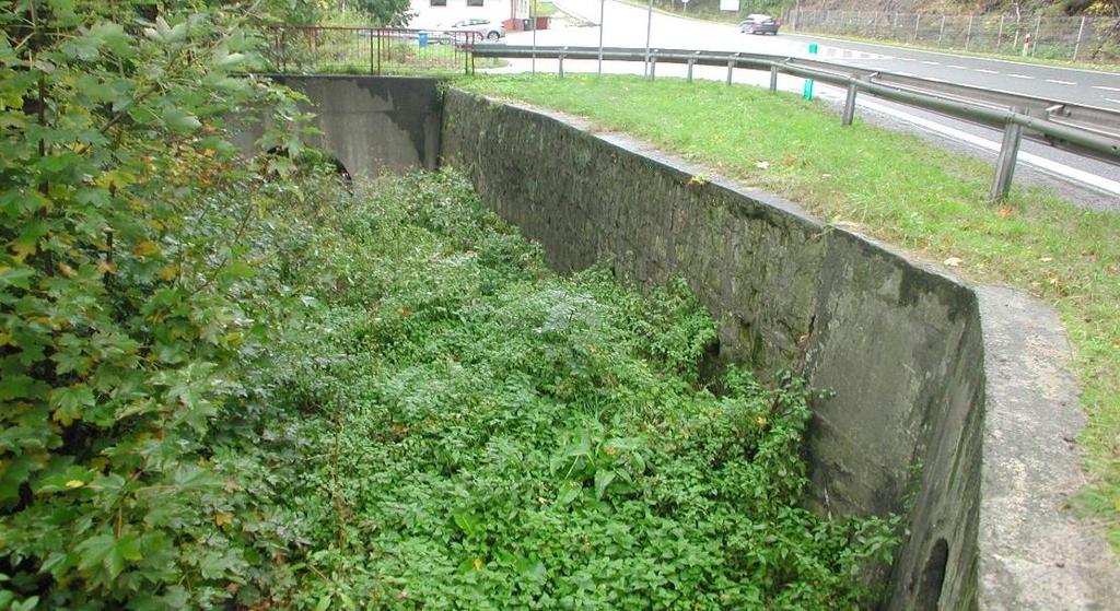 strona - Dębowina Mur kamienny. Długość 13 m; uskok do 2.4 m.