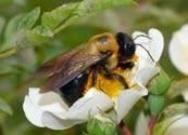 nieszkodliwy safe Bezpieczny dla pszczół i innych zapylających Safe for