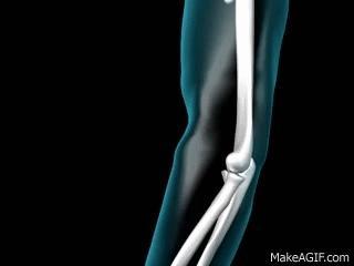 Anatomia: