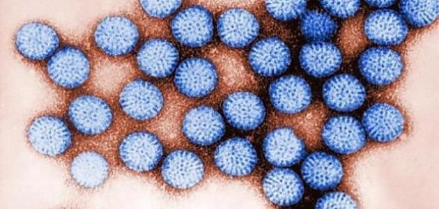 Rotawirus Rotavirus was