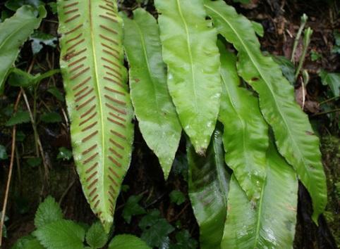 Wino z języcznika Skład: ziele języcznika (Scolopendrium phyllitis), pieprz długi (piper longum), kora cynamonowca (cinnamomum ceylanicum), wino, miód pszczeli Działanie: O O O O O O wspomaga