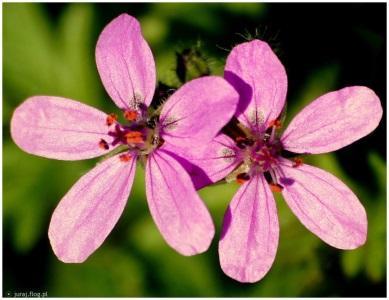 Mieszanka ziołowa z pelargonią Skład: bodziszek cuchnący, bertram, gałka muszkatołowa Wskazania: O grypa, katar, chrypa, kaszel, bóle głowy, bóle serca, nieżyt żołądka, zakażenie grypowe W przypadku