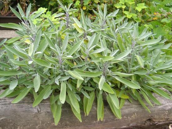 Szałwia (łac. Salvia officinalis) HzB: Sproszkuj liście szałwii i jedz ten proszek z chlebem, a to zredukuje w tobie niewłaściwe soki.