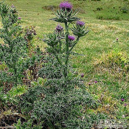 Ostropest plamisty (Silybum marianum) emulsja do wcierania Jeśli na nodze tworzy się guz, to należy to miejsce nawilżyć sokiem z pokrzywy, nałożyć ostropest i zawinąć