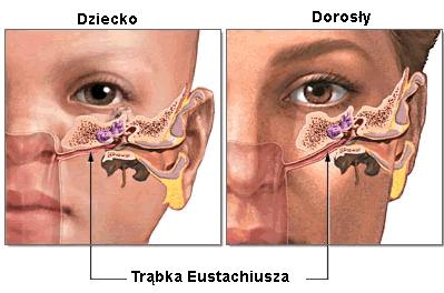 Przewód Eustachiusza Trąbka słuchowa - kanał długości 3 4 cm łączący jamę bębenkową ucha