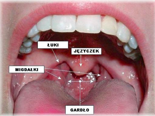 Jama ustno-gardłowa Leży z tyłu jamy ustnej, od poziomu poniżej podniebienia miękkiego do poziomu górnej krawędzi trzonu C3.