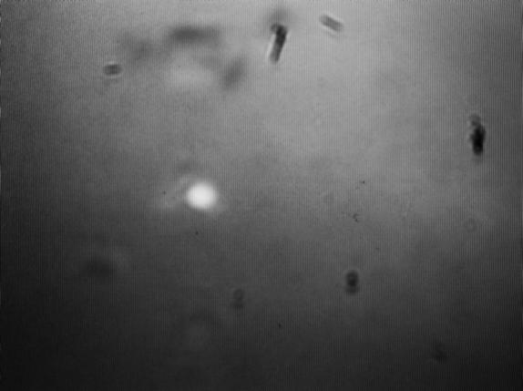 mesa 5 µm plamka laserowa Rysunek 5.5. Zdjęcie powierzchni struktury µpl z widocznymi mesami referencyjnymi rozmiarach 5 µm i µm skupioną plamką laserową o mocy 100 nw.