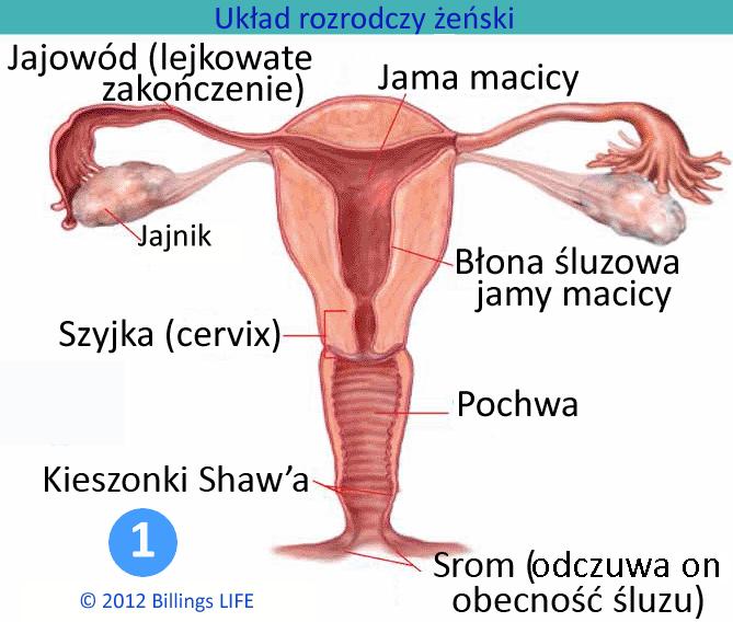 zachodzące w stężeniach hormonów następujących po sobie faz cyklu.