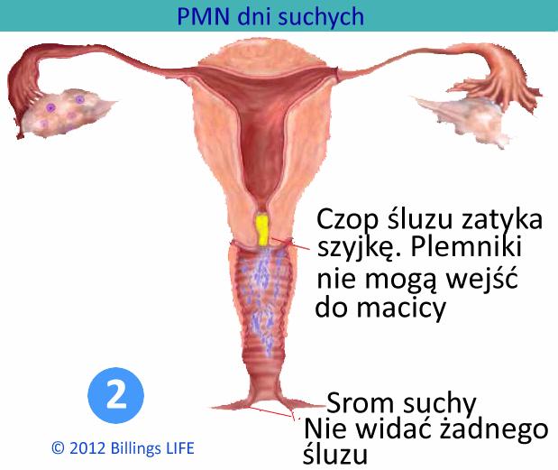 powania wymyślnych przyrządów-komputerków). Stworzyciel dostarcza informacji zdumiewająco prosto. Informacja ta jest zrozumiała dla osób kultur nawet najbardziej prymitywnych. ` ` ` Ryc. 2.