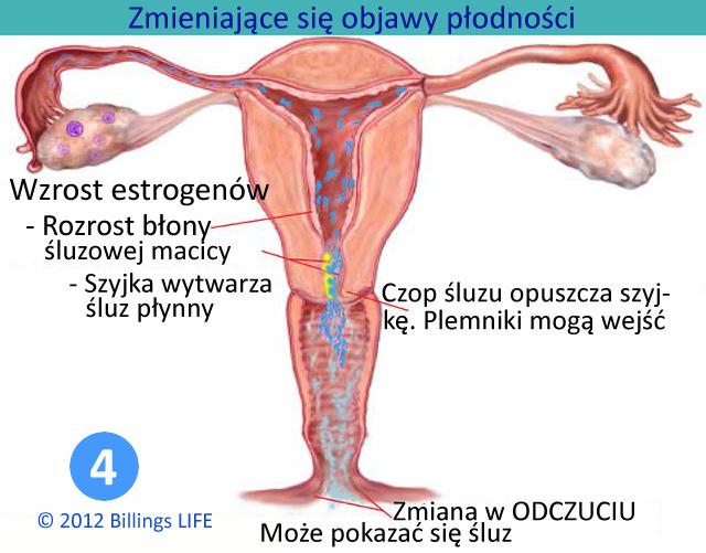 Ryc. 4. Początek dni możliwości poczęcia Nastąpiła pierwsza ZMIANA w ODCZUCIU-ze-sromu. Jest to wiążący sygnał, że poczęcie staje się od tej chwili możliwe.