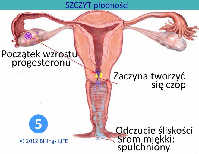 Wzrastające w tej fazie stężenie estrogenów powoduje wytwarzanie kilku odmian wydzieliny śluzowej. Pełnią one zadanie selekcji plemników, ułatwiają ich przeżywanie i ruchliwość.