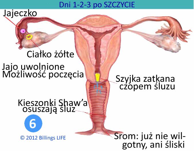 dniu PO SZCZYCIE objawu śluzu. Jedynie bardzo rzadko (ok. 1-2% przypadków) owulacja odbywa się z opóźnieniem dopiero w drugim dniu po SZCZYCIE objawu śluzu.