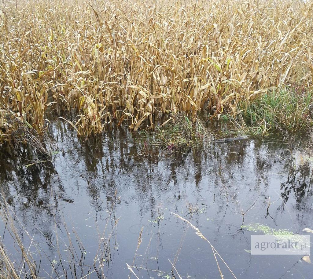 wszystkiego zebrać, to jeszcze wiele maszyn zostało uszkodzonych. Straty są więc dotkliwe. Rolnictwo jest uzależnione od pogody, a anomalie pogodowe stają się coraz powszechniejsze.