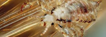 Wesz ludzka (Pediculus humanus) Wesz ludzka Gnida Wesz ludzka jest pasożytniczym, krwiopijnym owadem, który występuje na głowie lub w odzieży.
