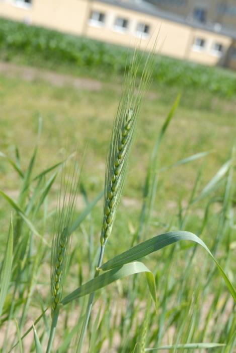 Triticum
