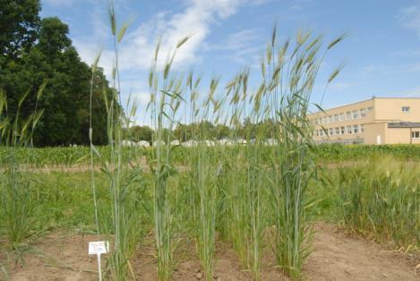 Triticum