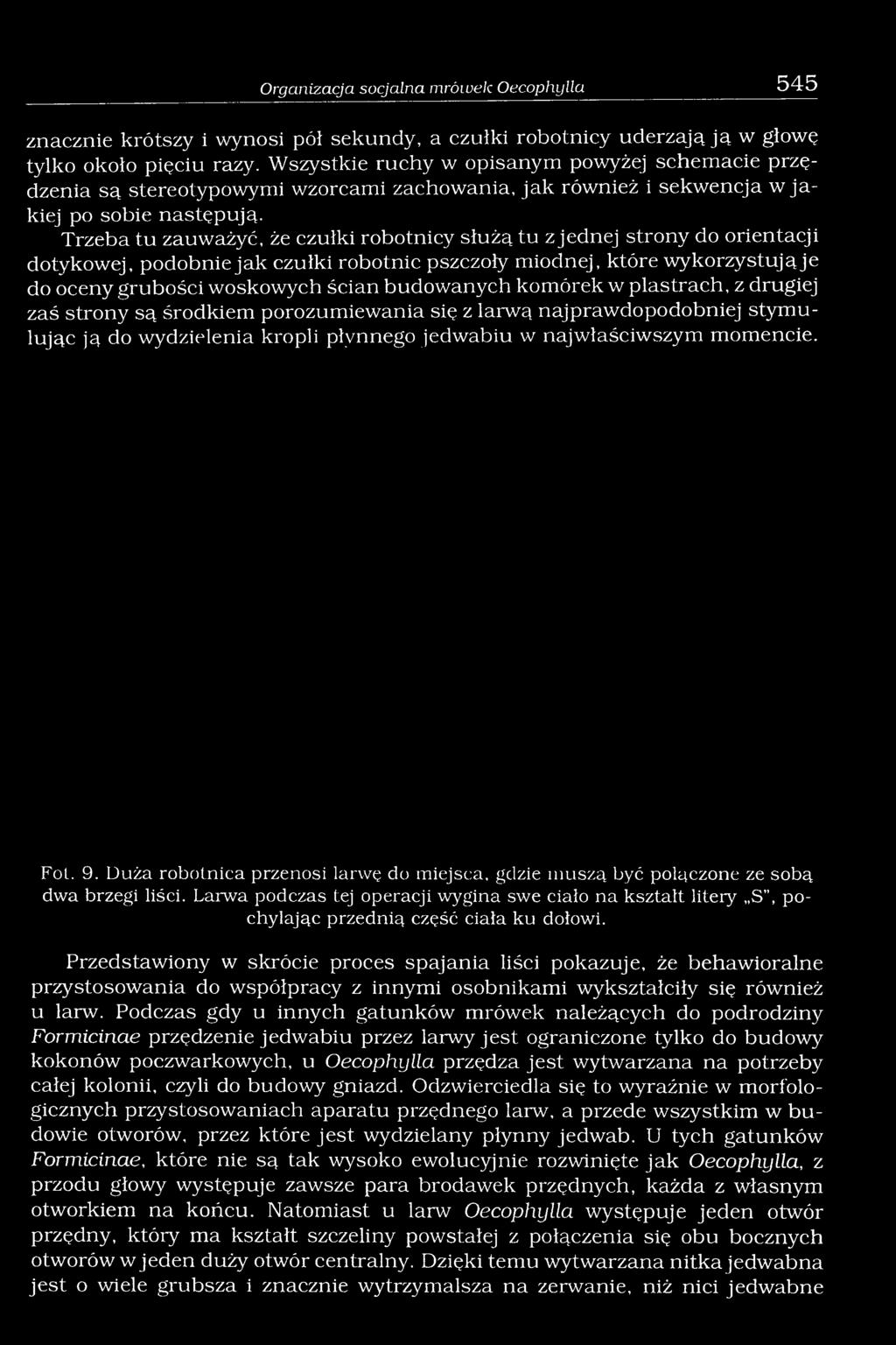 Trzeba tu zauważyć, że czułki robotnicy służą tu z jednej strony do orientacji dotykowej, podobnie jak czułki robotnic pszczoły miodnej, które wykorzystują je do oceny grubości woskowych ścian
