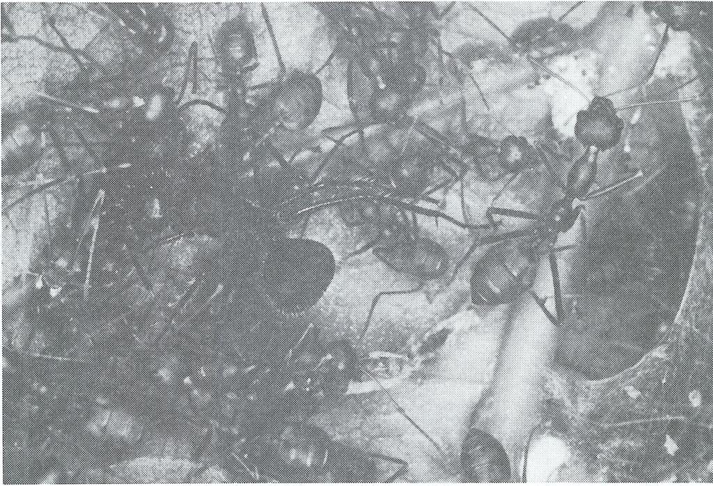 Fot. 14.