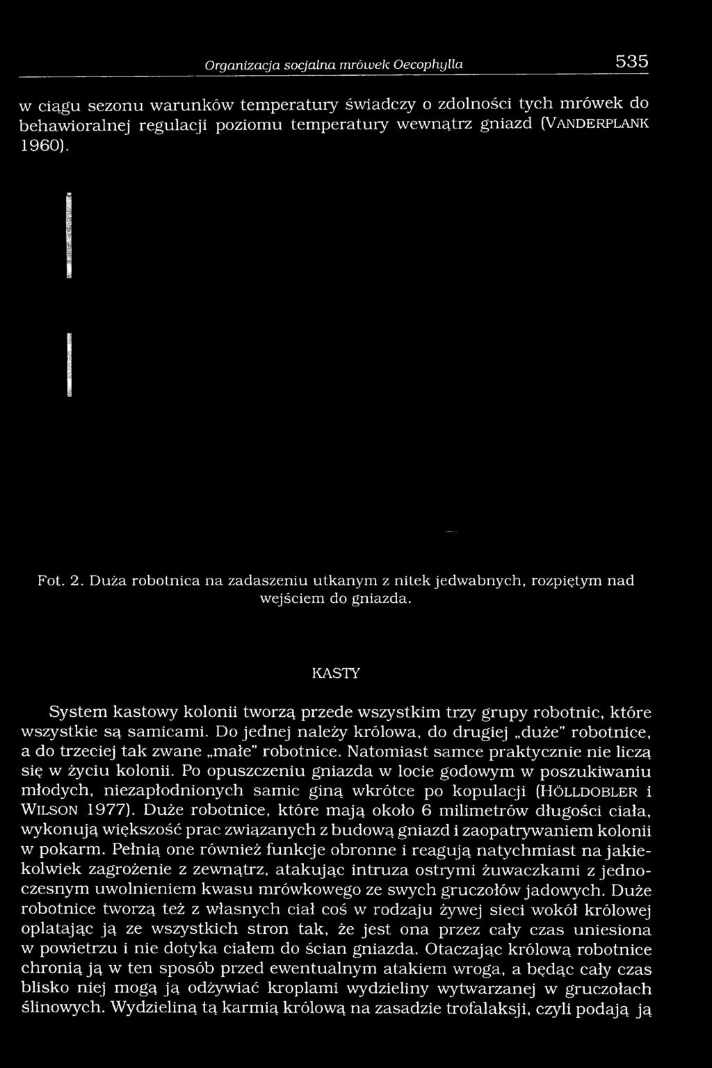 KASTY System kastowy kolonii tworzą przede wszystkim trzy grupy robotnic, które wszystkie są samicami. Do jednej należy królowa, do drugiej duże robotnice, a do trzeciej tak zwane małe robotnice.