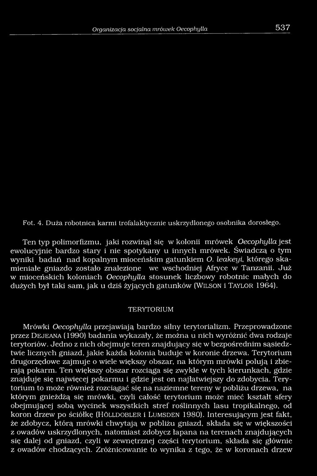 leakeyi, którego skamieniałe gniazdo zostało znalezione we wschodniej Afryce w Tanzanii.