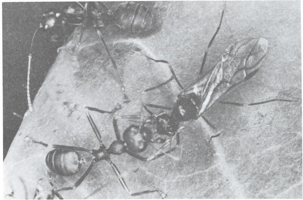 TERYTORIUM Mrówki Oecophylla przejawiają bardzo silny terytorializm. Przeprowadzone przez D e j e a n a (1990) badania wykazały, że można u nich wyróżnić dwa rodzaje terytoriów.