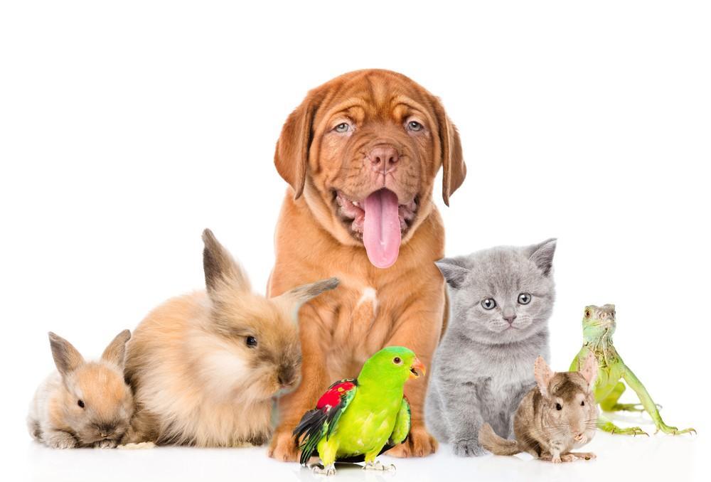 Październik, Tydzień IV Temat kompleksowy: Zwierzęta domowe Dzieci w tym tygodniu: nazywało zwierzęta hodowane w domu, poznały różne rasy psów opowiadało co kupuje się w sklepie zoologicznym