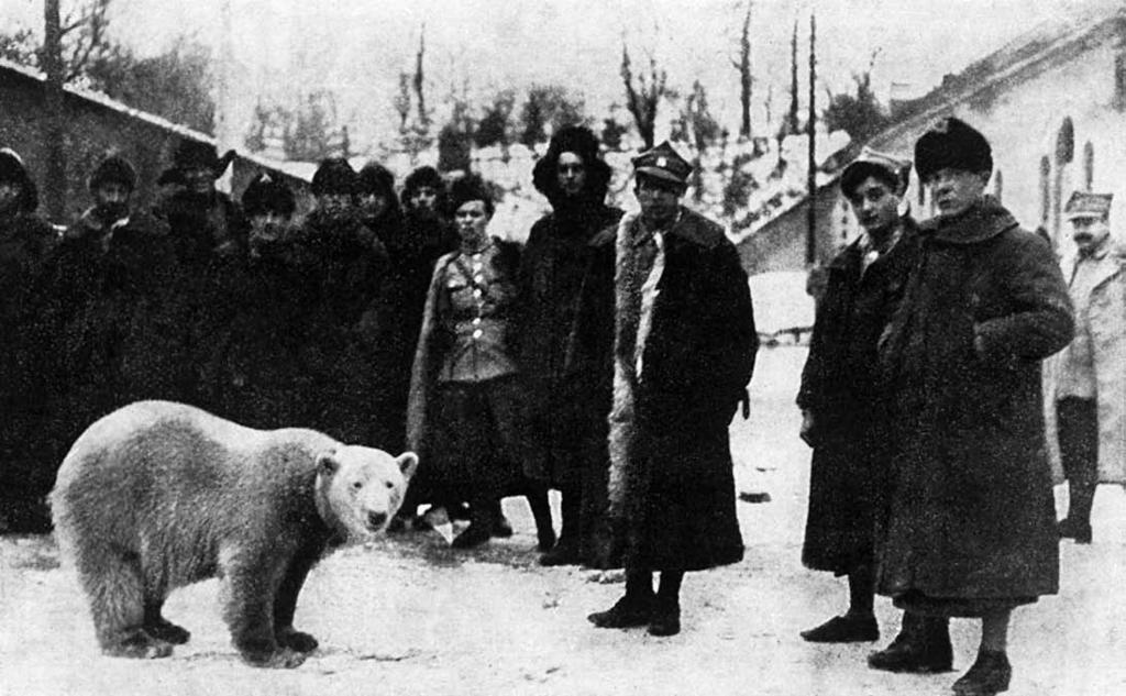 27 Niedźwiedzica polarna oswojona przez polskich żołnierzy w Murmańsku, nazywana Baśką