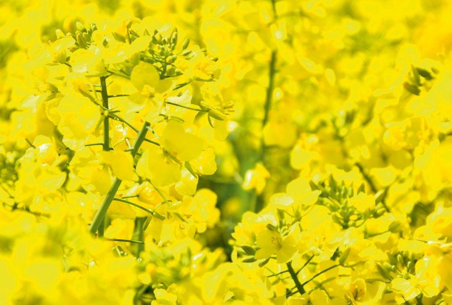 Sandrine Legros, Nasza strategia polega na przewidywaniu Rapeseed development manager, EURALIS kierunków postępu i innowacji w hodowli rzepaku ozimego.