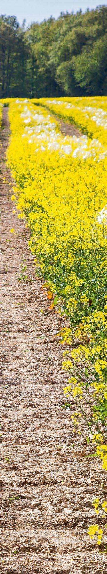 Odmiana jest kwalifikowana do programu P 3, tylko gdy spełnia wygórowane parametry agronomiczne scharakteryzowane poniżej.