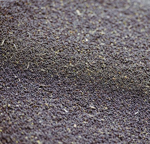 Materiał siewny rzepaku 2 KUGA ODMIANA MIESZAŃCOWA 4 ASPECT ODMIANA MIESZAŃCOWA 6 ROHAN ODMIANA MIESZAŃCOWA 8 ES CESARIO ODMIANA MIESZAŃCOWA